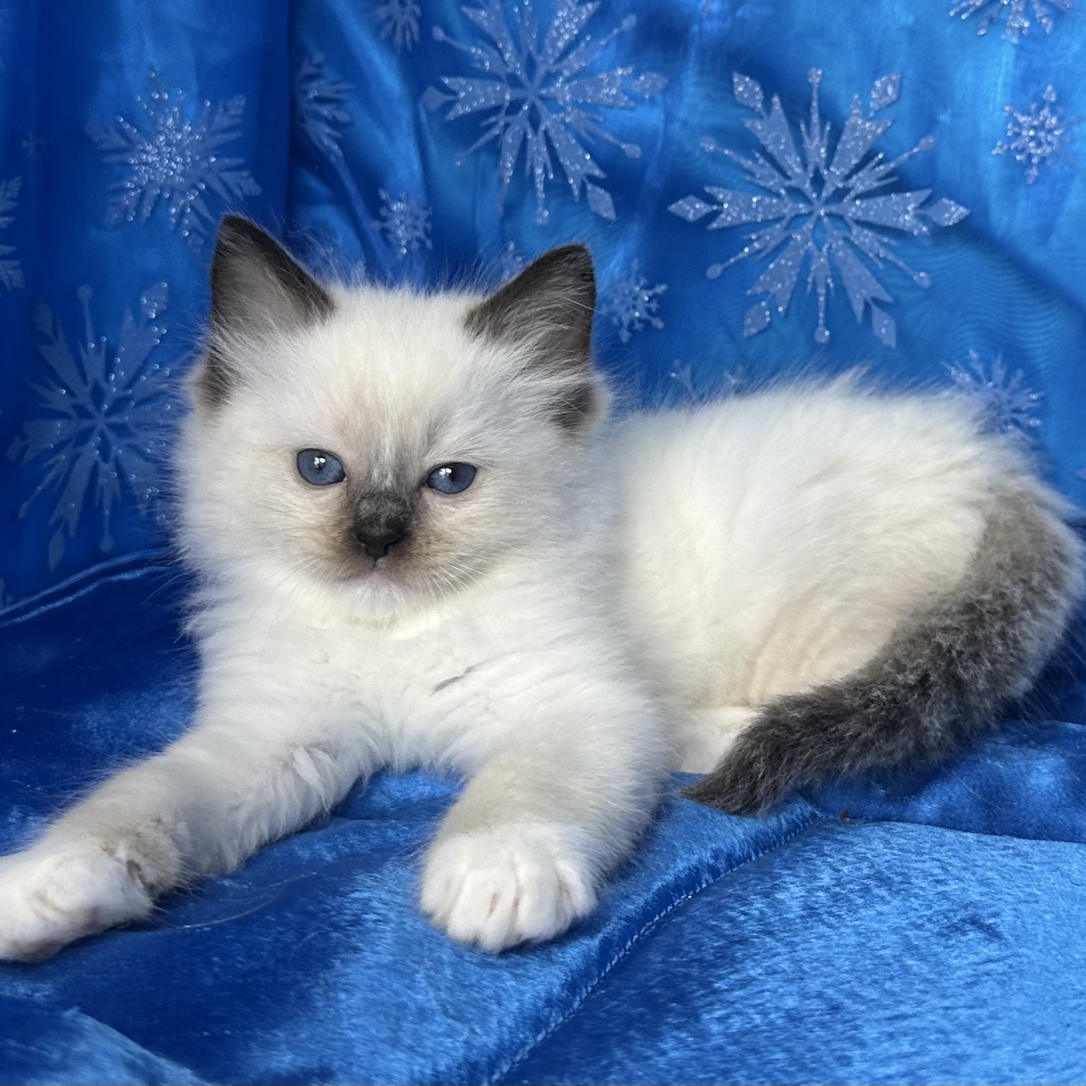 Seal Mitted Male