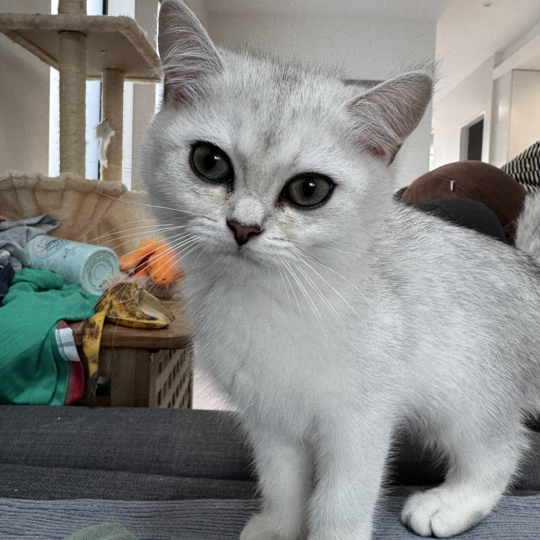 Artemis