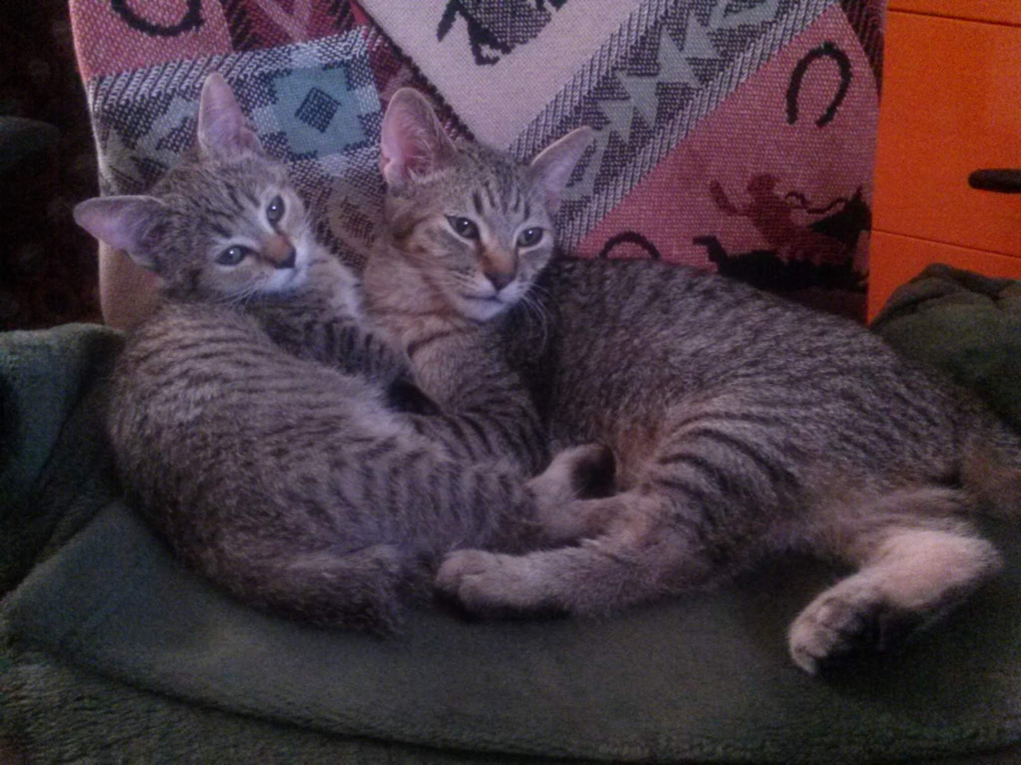 Kitty