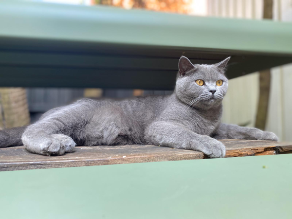 Found Cat - Clovelly