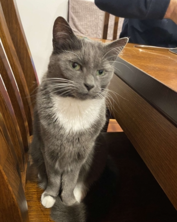 Missing Cat - Spotorno