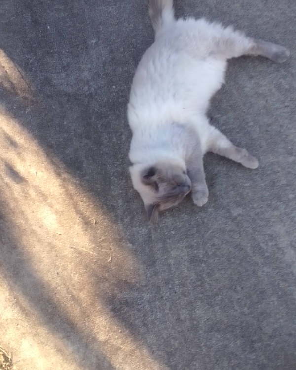 Missing Cat - Vilarinho de Samardã