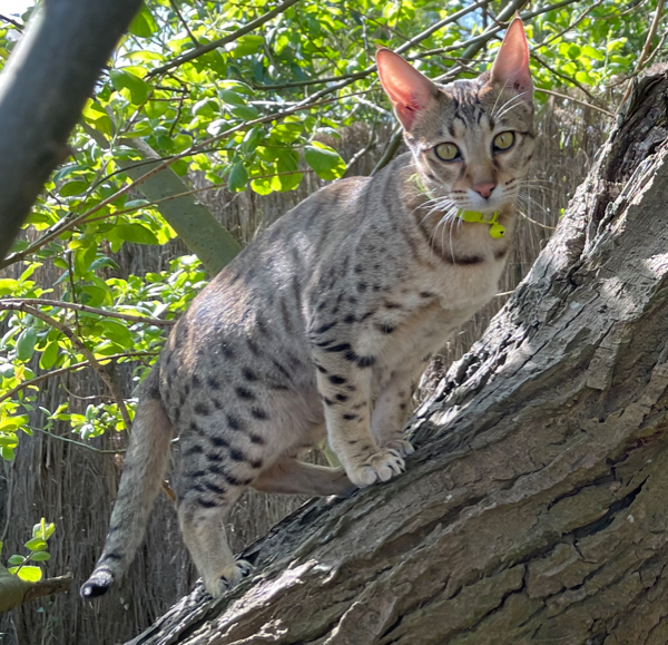 Found Cat - Lowestoft
