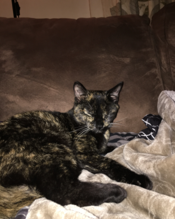 Missing Cat - Santo Isidoro