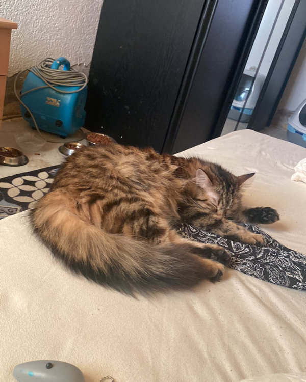 Found Cat - Eggenfelden