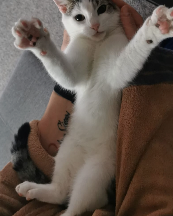 Missing Cat - Luckenwalde