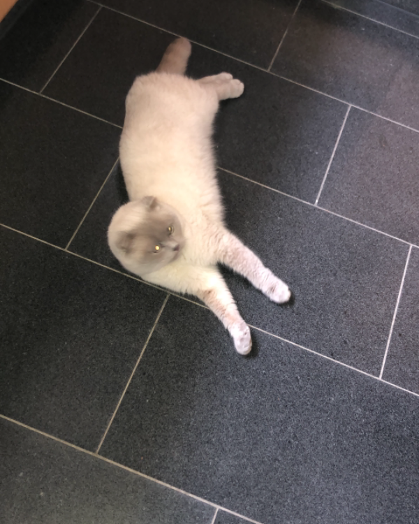 Missing Cat - Unterschneidheim