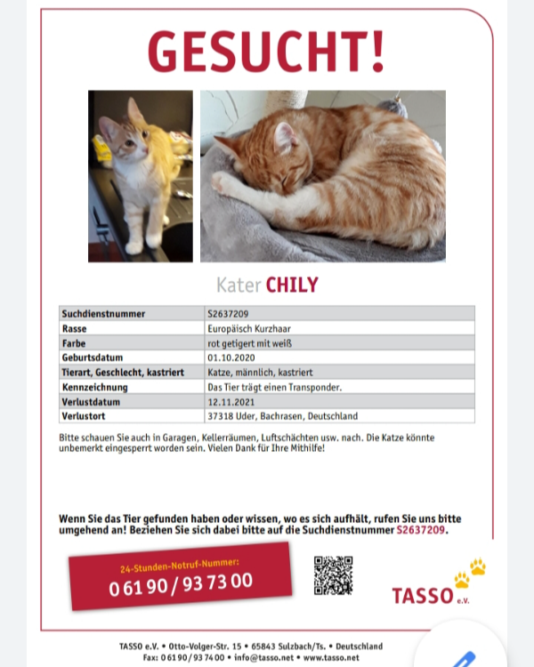 Missing Cat - Uder