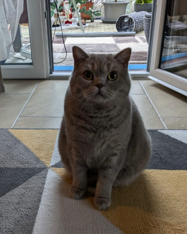 Missing Cat - Gaggenau