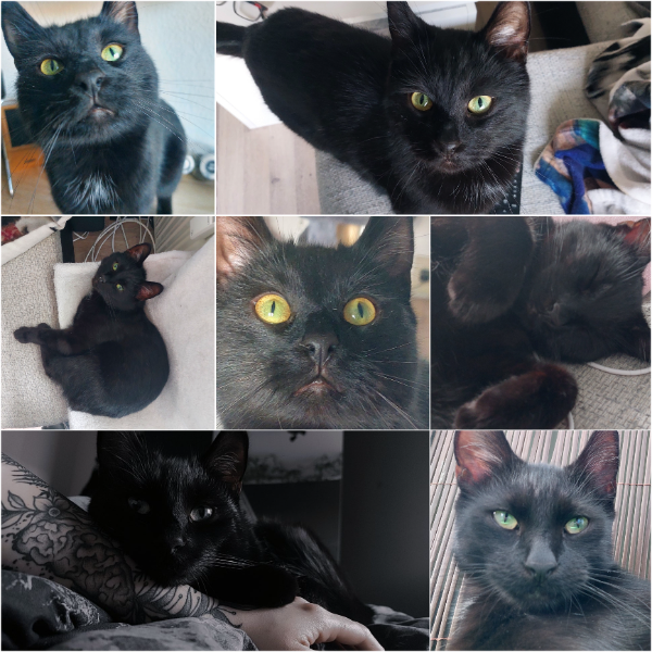 Found Cat - Schlieben