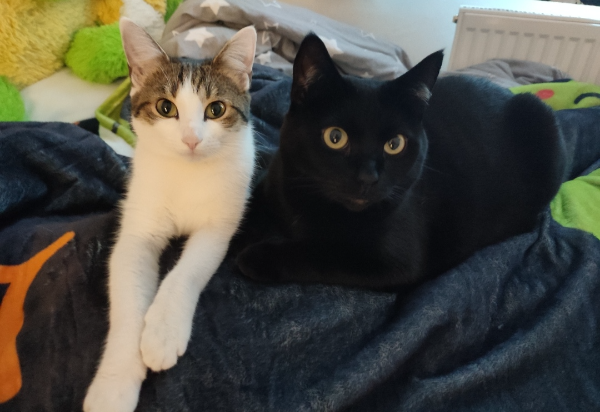 Missing Cat - Kufstein