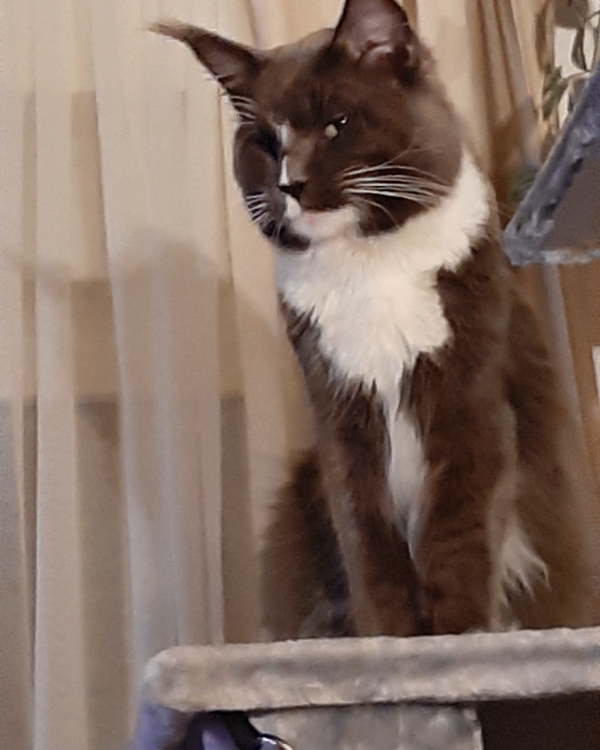 Found Cat - Lauchhammer