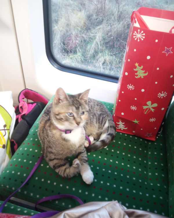 Found Cat - Striegistal