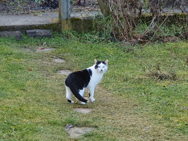 Missing Cat - Rielasingen-Worblingen