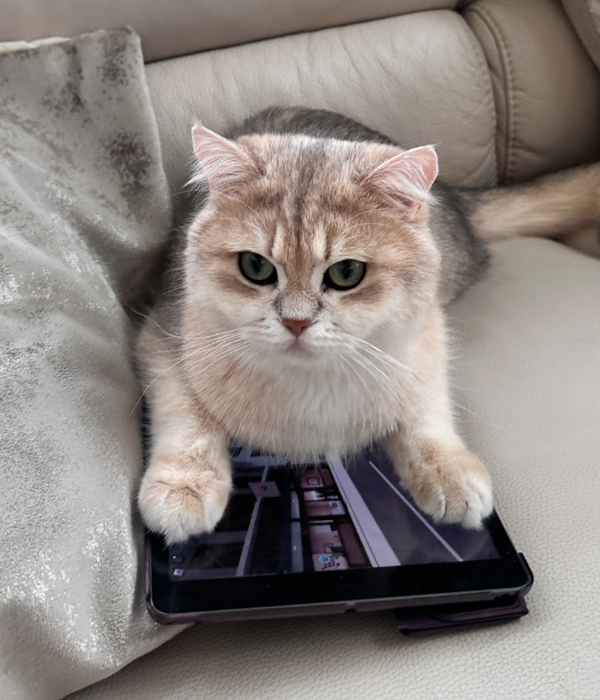 Found Cat - Hofgeismar