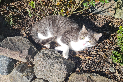 Missing Cat - Kessin