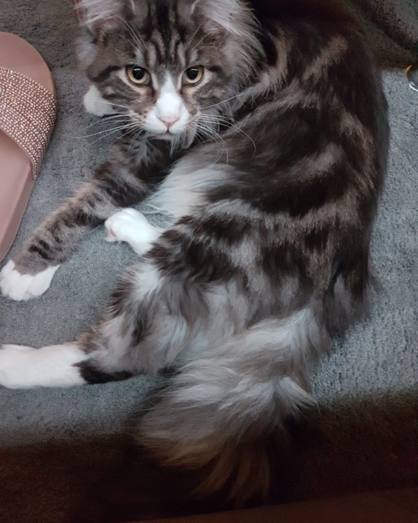 Found Cat - Grischow