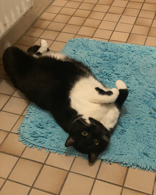 Missing Cat - Karlsruhe