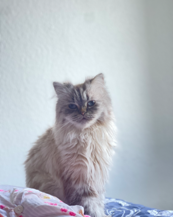 Found Cat - Forst (Lausitz)