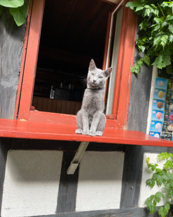 Found Cat - Saalfeld/Saale