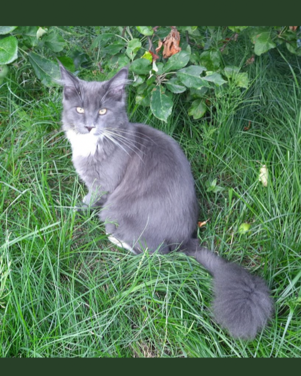 Missing Cat - Cuxhaven