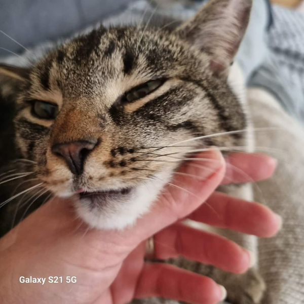 Missing Cat - Weiden in der Oberpfalz