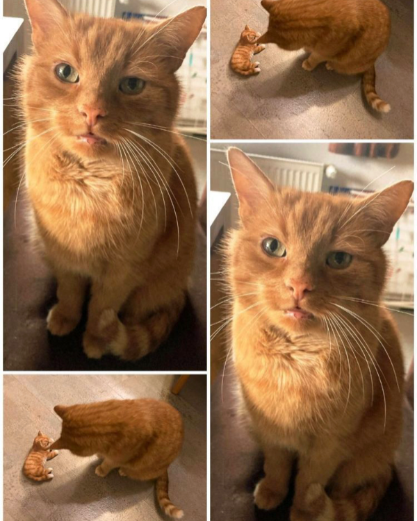 Missing Cat - Mähring