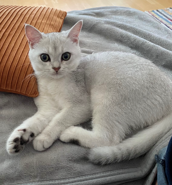 Missing Cat - Bad Zwischenahn