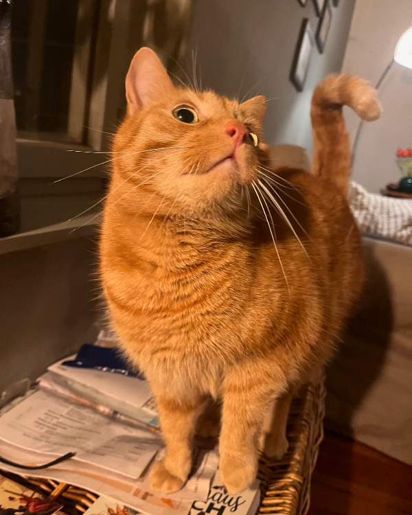 Missing Cat - Sonnenberg