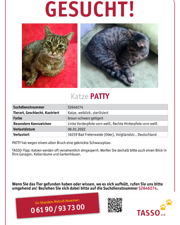 Missing Cat - Bad Freienwalde (Oder)