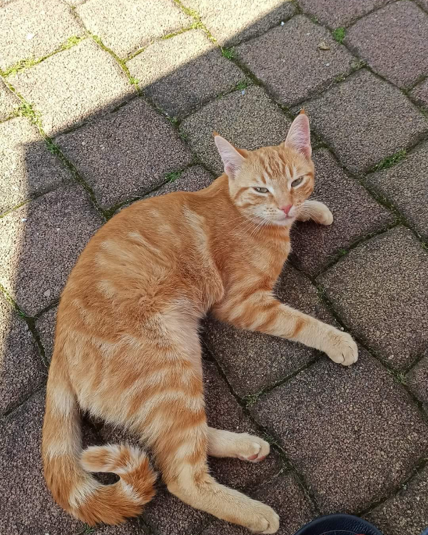 Found Cat - Rothenburg