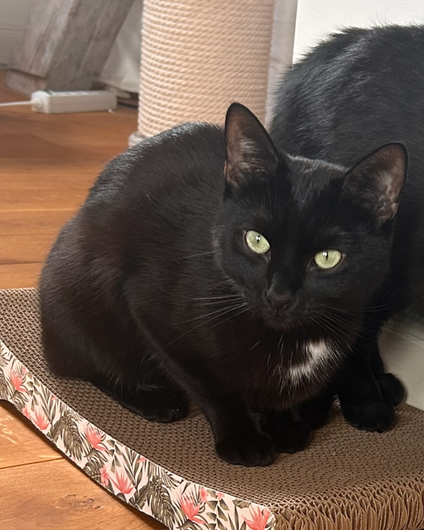 Found Cat - Vilsbiburg