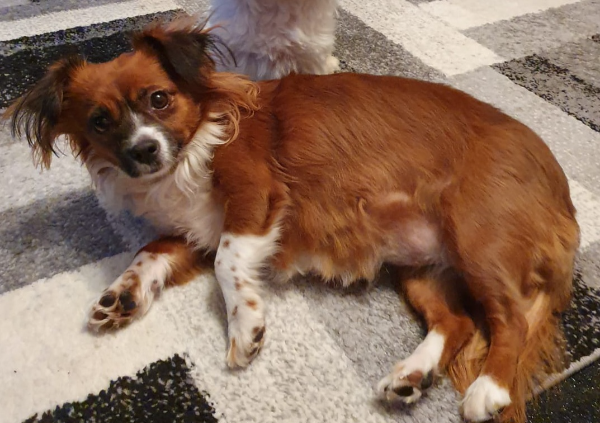 Found Cat - Fürstenwalde/Spree