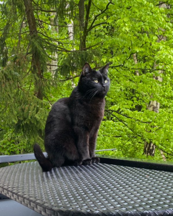 Missing Cat - Bad Hersfeld