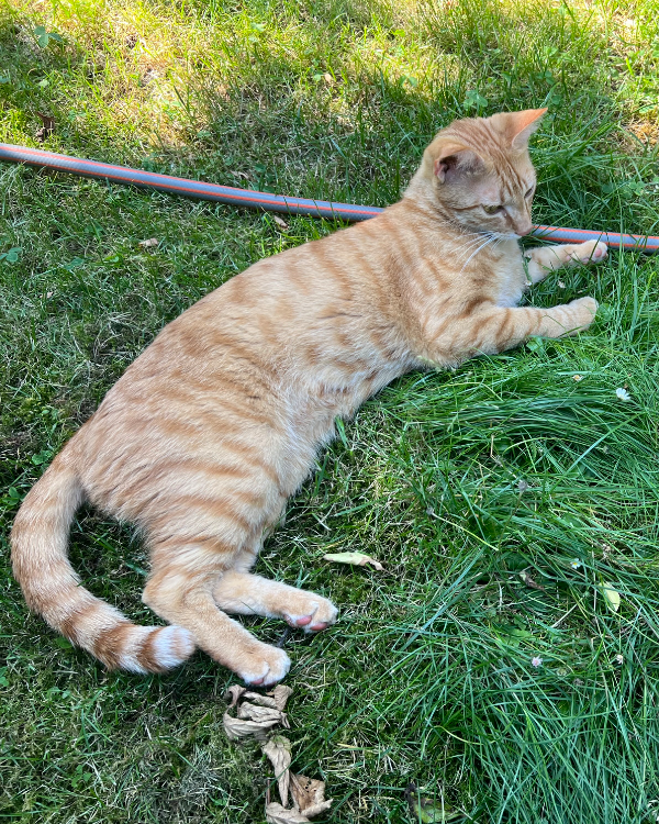 Missing Cat - Höhenkirchen-Siegertsbrunn