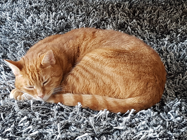 Missing Cat - Vettweiß