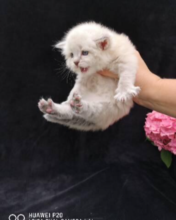 Missing Cat - Mainleus