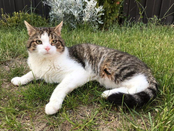 Missing Cat - Neustadt in Holstein