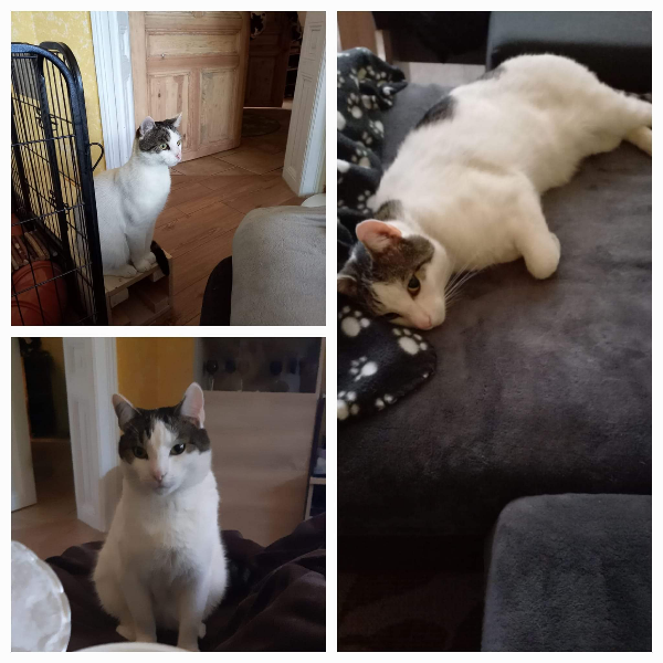 Missing Cat - Görlitz