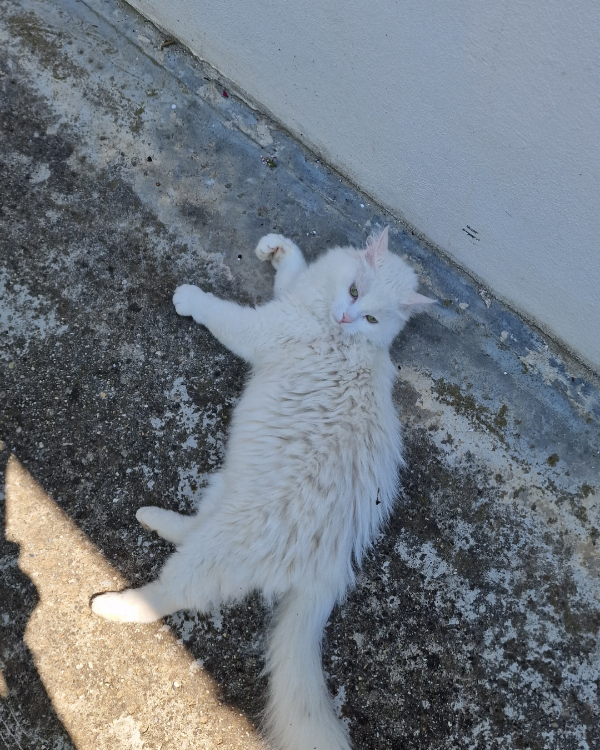 Missing Cat - Balatonberény