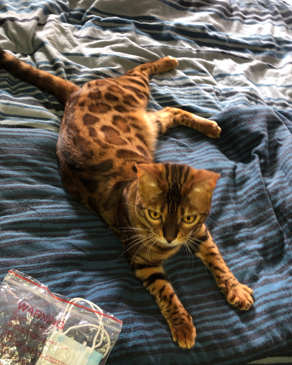 Missing Cat - Melsungen