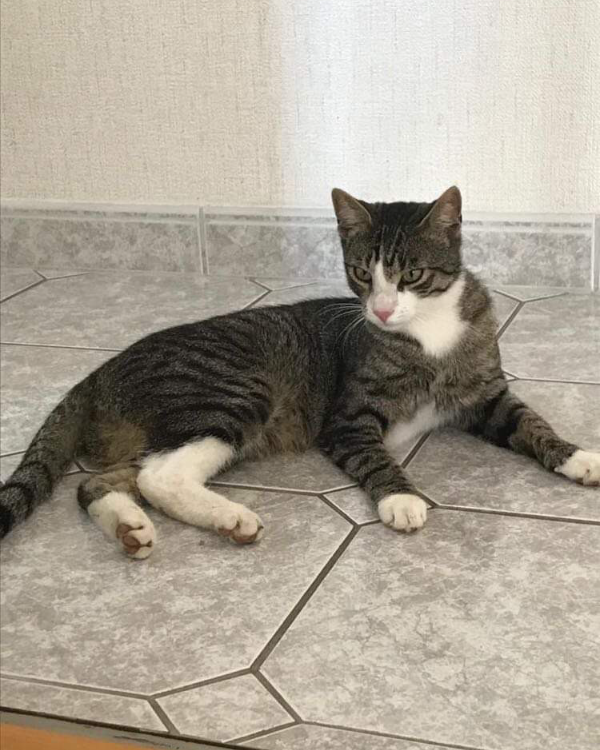 Missing Cat - Bienstädt