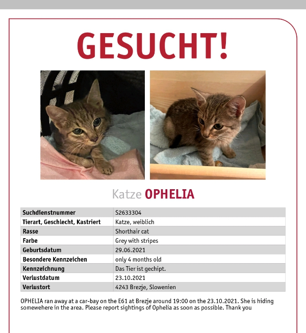 Missing Cat - Brezje