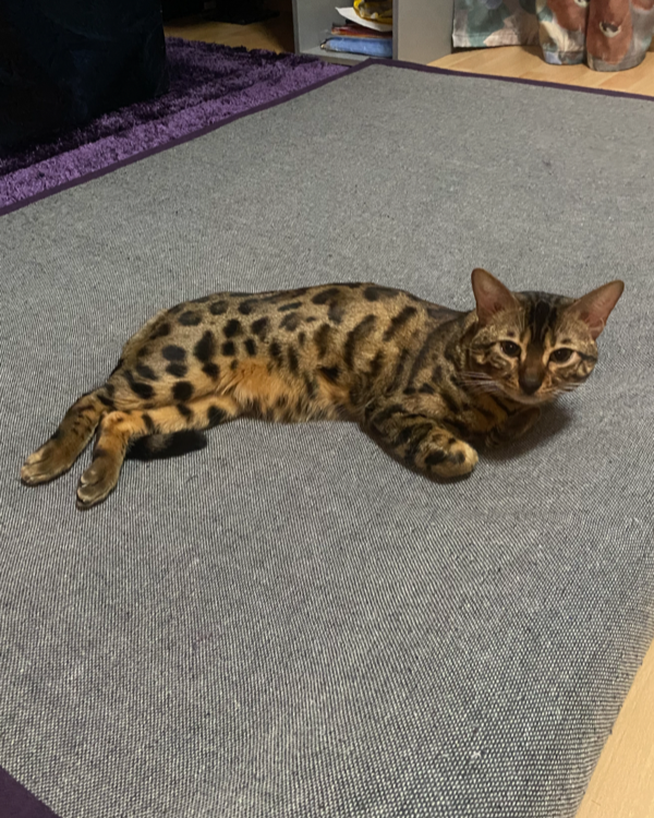 Found Cat - Wietzendorf