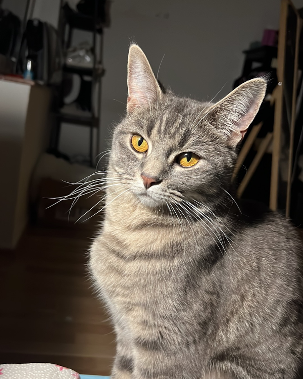 Missing Cat - Bad Salzungen