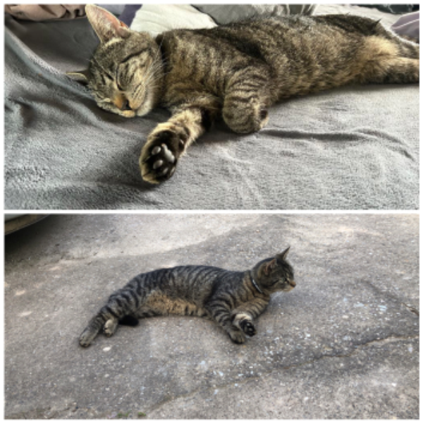 Missing Cat - Sangerhausen