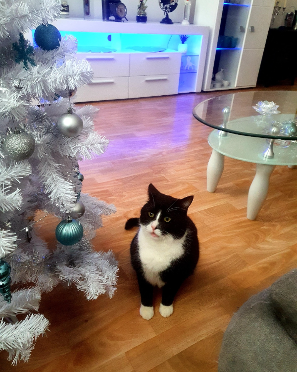 Missing Cat - Korbach