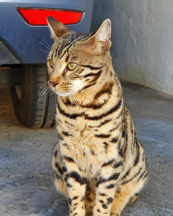 Missing Cat - Sulzberg Öschle