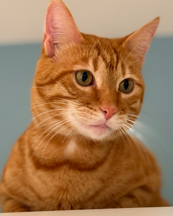 Found Cat - Frankfurt am Main