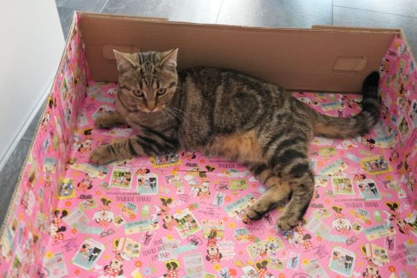 Missing Cat - Lambrechtshagen